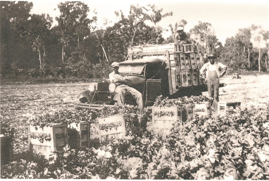 black hammock celery field